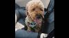 Car Seat Belt For Dogs Road Safety Must Have
