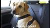 Carsafe Dog Travel Harness How To Fit And Use
