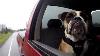 Do Dog Harnesses Keep Your Pet Safe In A Car Crash Cbc Marketplace