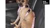 Dog Car Seat Belt Set Of Picture Collection And Ideas Dog Products Accessories