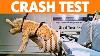Dog Crash Tests
