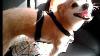 Harness Dog Car Safety Seat 5color Dog Pet Car Safety Seat Belt Harness