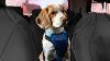 Hot Car Warning U0026 Other Safety Tips For Traveling With Children Pets