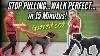How To Stop Your Dog Pulling On Leash Guaranteed Dog Trainer S Secret Revealed
