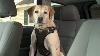 Kurgo Impact Dog Car Harness