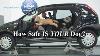 Scary Stuff 23 Out Of 25 Dog Car Harnesses Fail Nrma 2013 Report