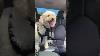Seatbelt Harness And Adjustable Leash Set