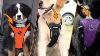 Top 5 Best Dog Car Harness In 2024 Expert Reviews Our Top Choices
