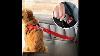Vehicle Car Pet Dog Seat Belt Puppy Car Seatbelt Harness Lead Clip