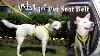 Walkin Pet Seat Belt A Walking And Traveling Front Harness For Dogs